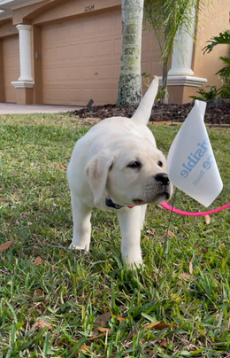A yellow lap puppy on a pink leash standing in the grass curiously sniffing an Invisible Fence Brand flag.