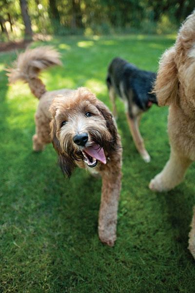 Doghouse Repairs Month: Time to Primp Out Your Canine’s “Apartment”