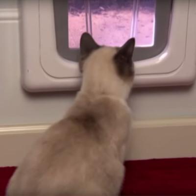 cat by pet door