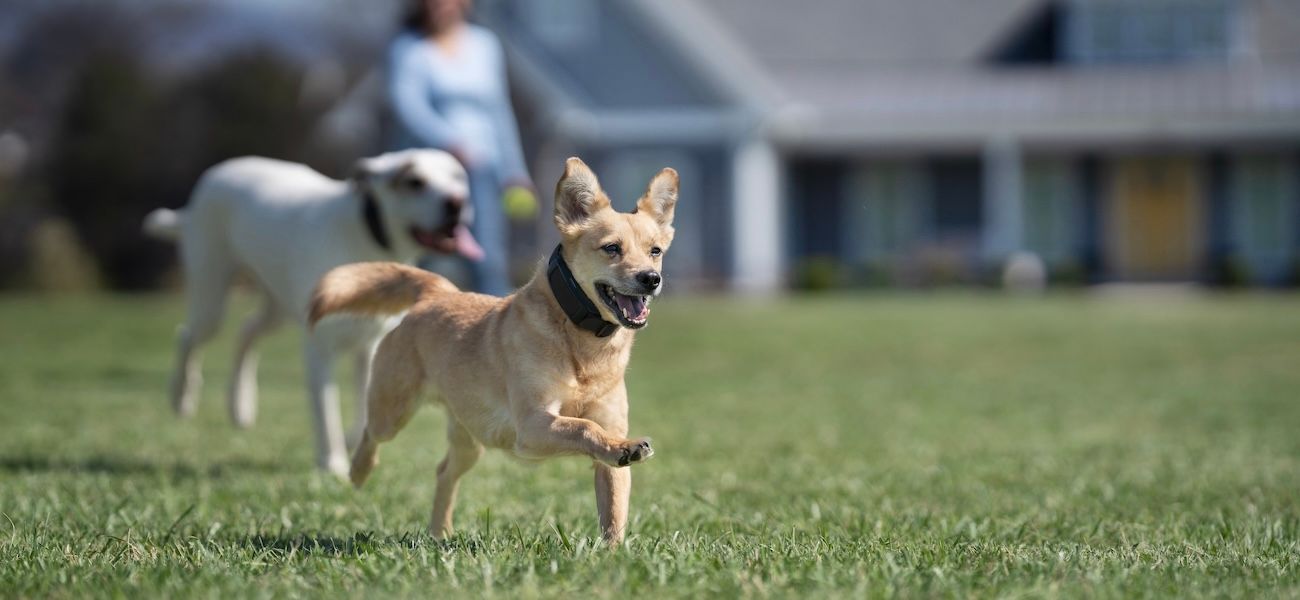 Dogs running and playing in yard, wearing Guardian GPS collars