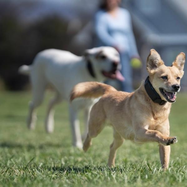 Dogs running and playing in yard, wearing Guardian GPS collars