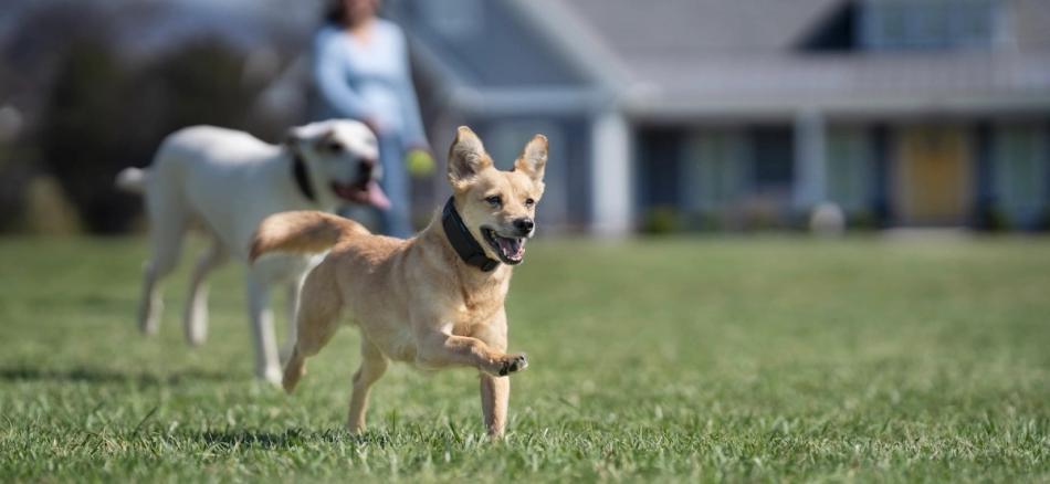 Dogs running and playing in yard, wearing Guardian GPS collars