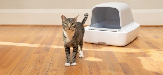 Cat standing in front of ScoopFree Crystal Pro litter box