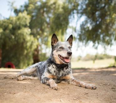 Australian cattle herding dog trained to respect boundary plus perimeter by certified invisible fence trainer