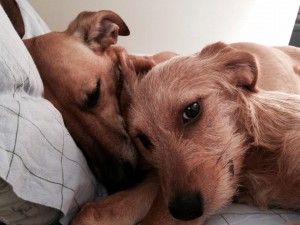 Many dogs will accept extra snuggles on a Saturday morning without complaint!