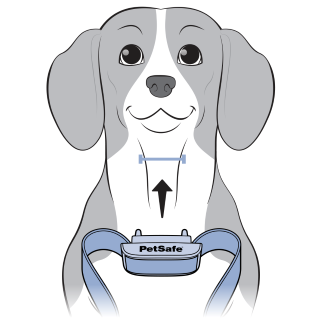 Center Collar On Dog