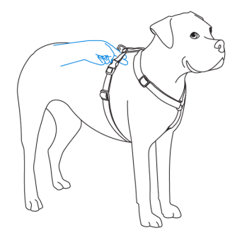 adjust-girth-strap-petsafe-sure-fit-harness-illustration4