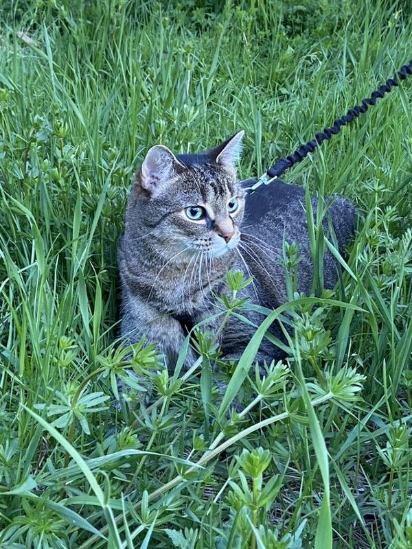 Travel Cat Harnesses PetSafe®