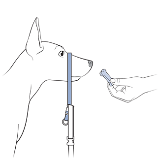 How to Properly Fit the PetSafe® Gentle Leader® on My Dog