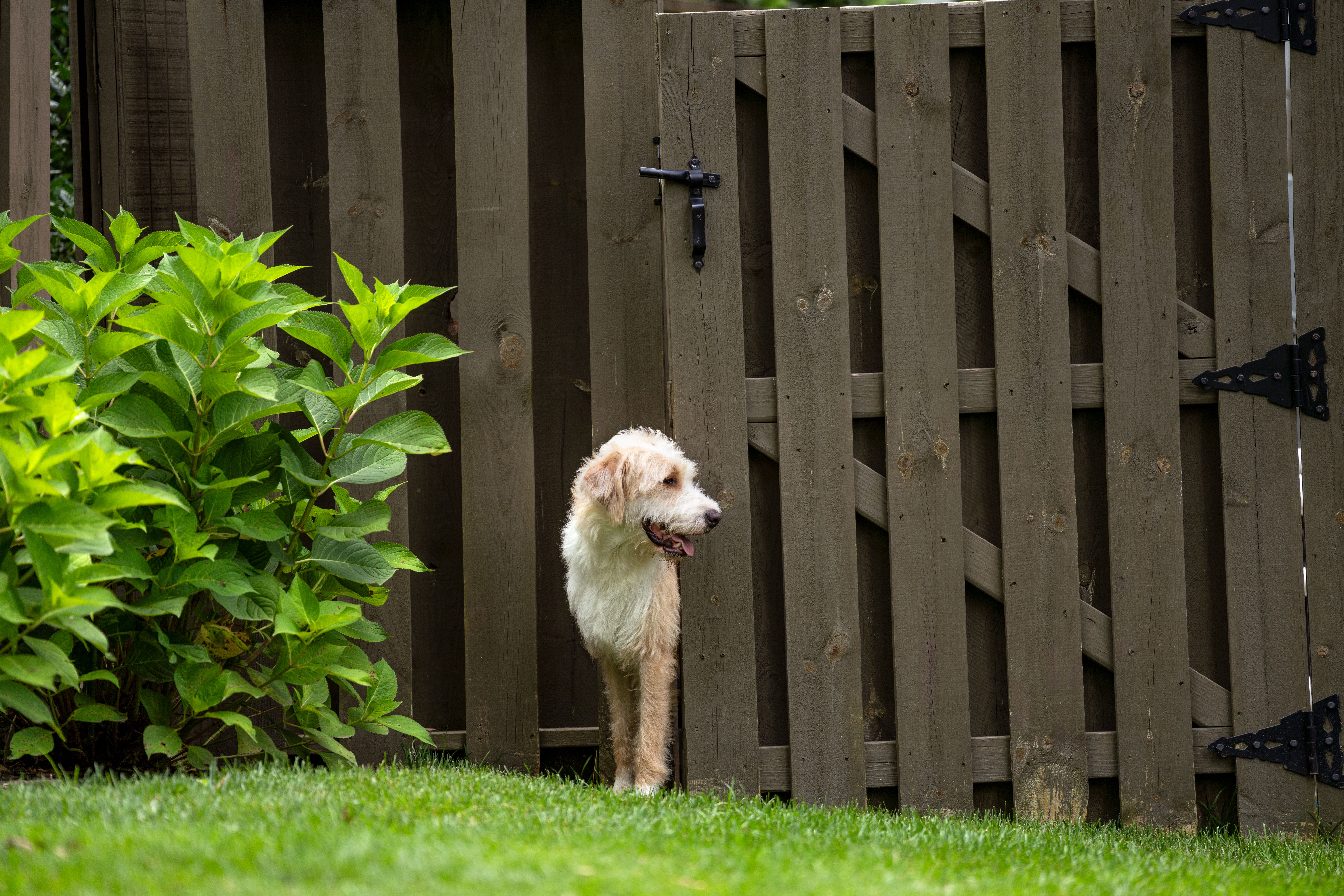 Golden doodle looks out an open fence gate