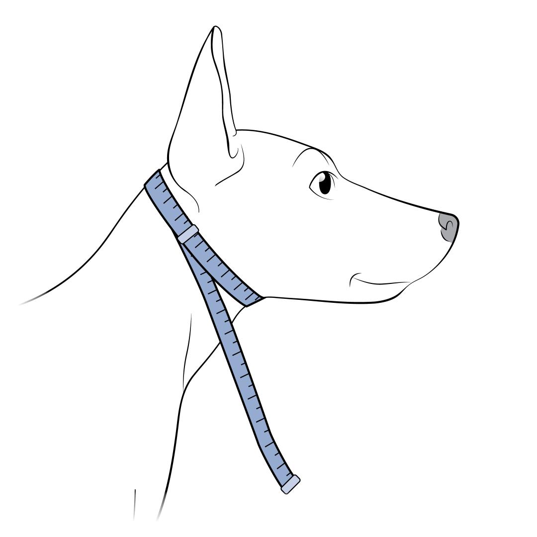 Measure Dog's Neck