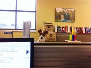 take your dog to work day