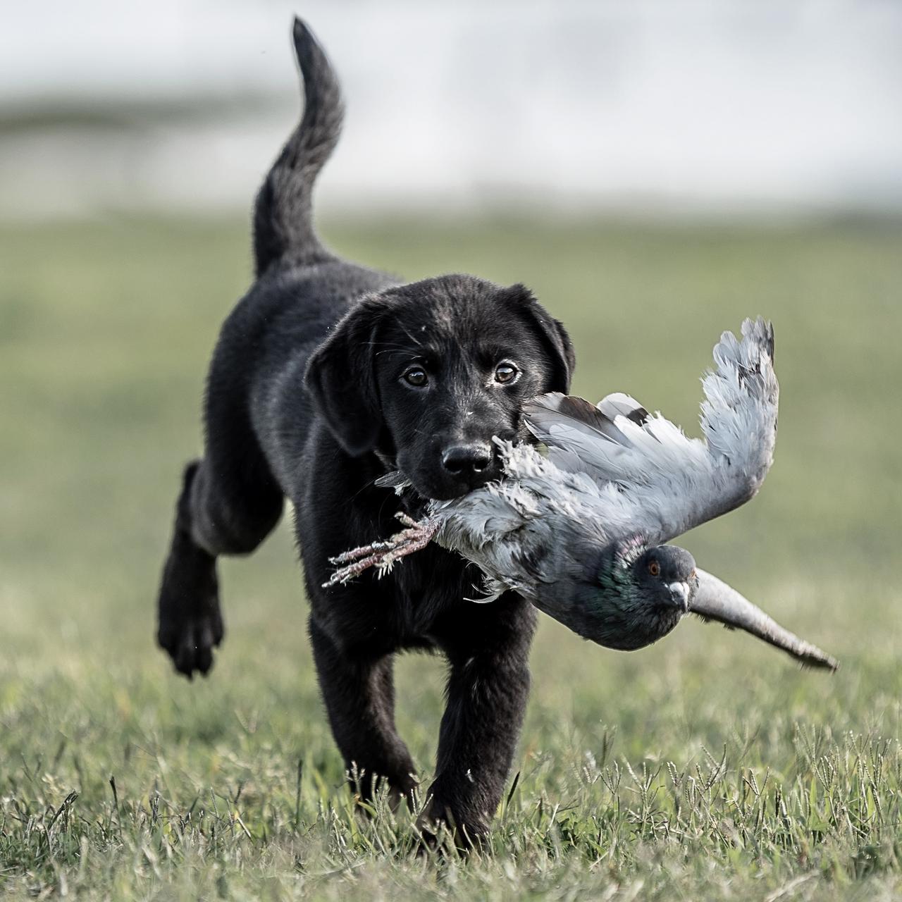 Chiot labrador noir avec un pigeon vivant dans la gueule