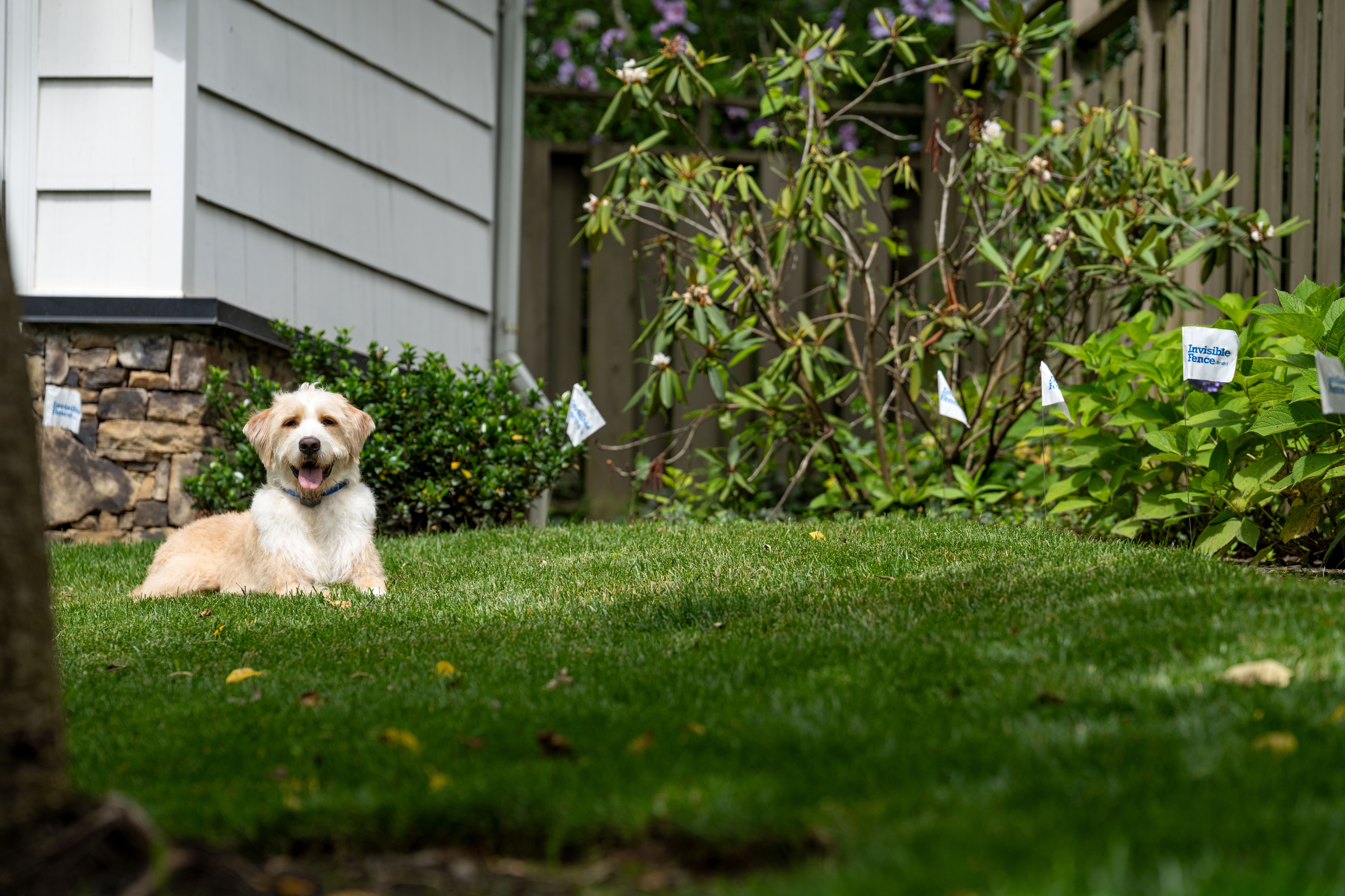 dog safely contained within boundary plus perimeter in yard with invisible fence brand system