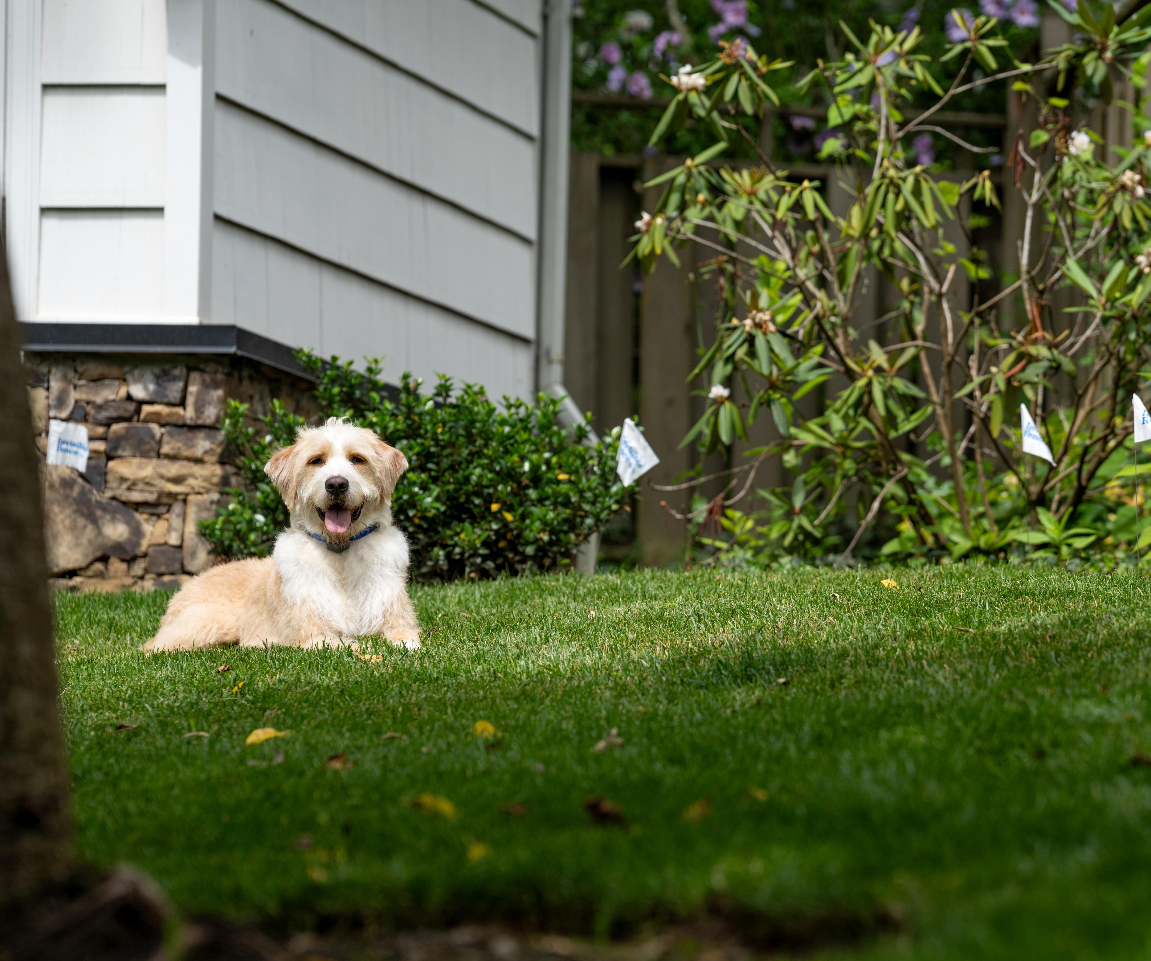 dog safely contained within boundary plus perimeter in yard with invisible fence brand system