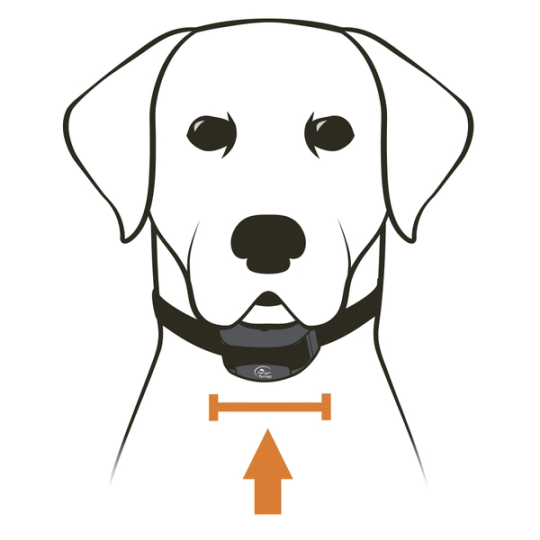 SD YardTrainer 300_Center Collar On Dog