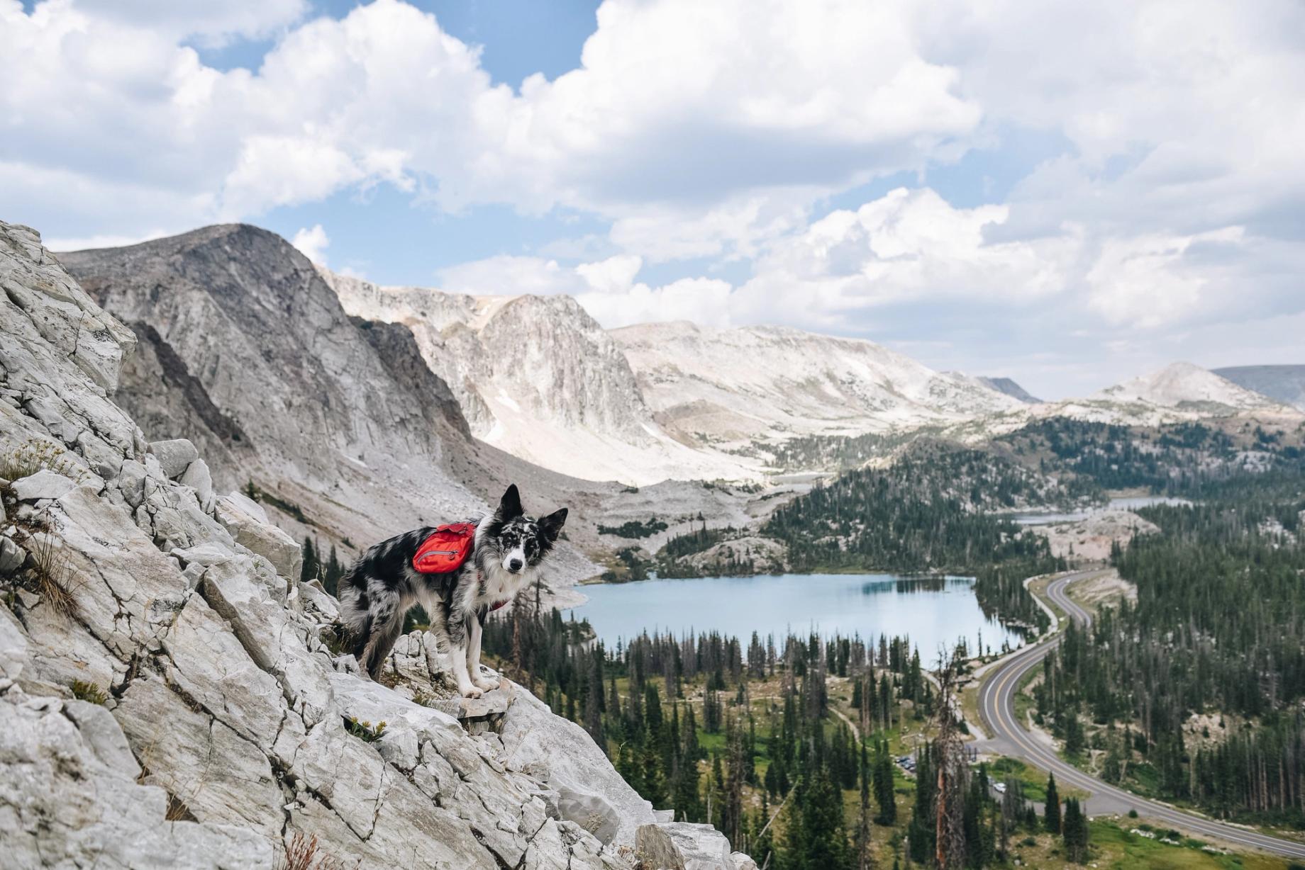 6 Dogs Share Their Favorite Hiking Gear
