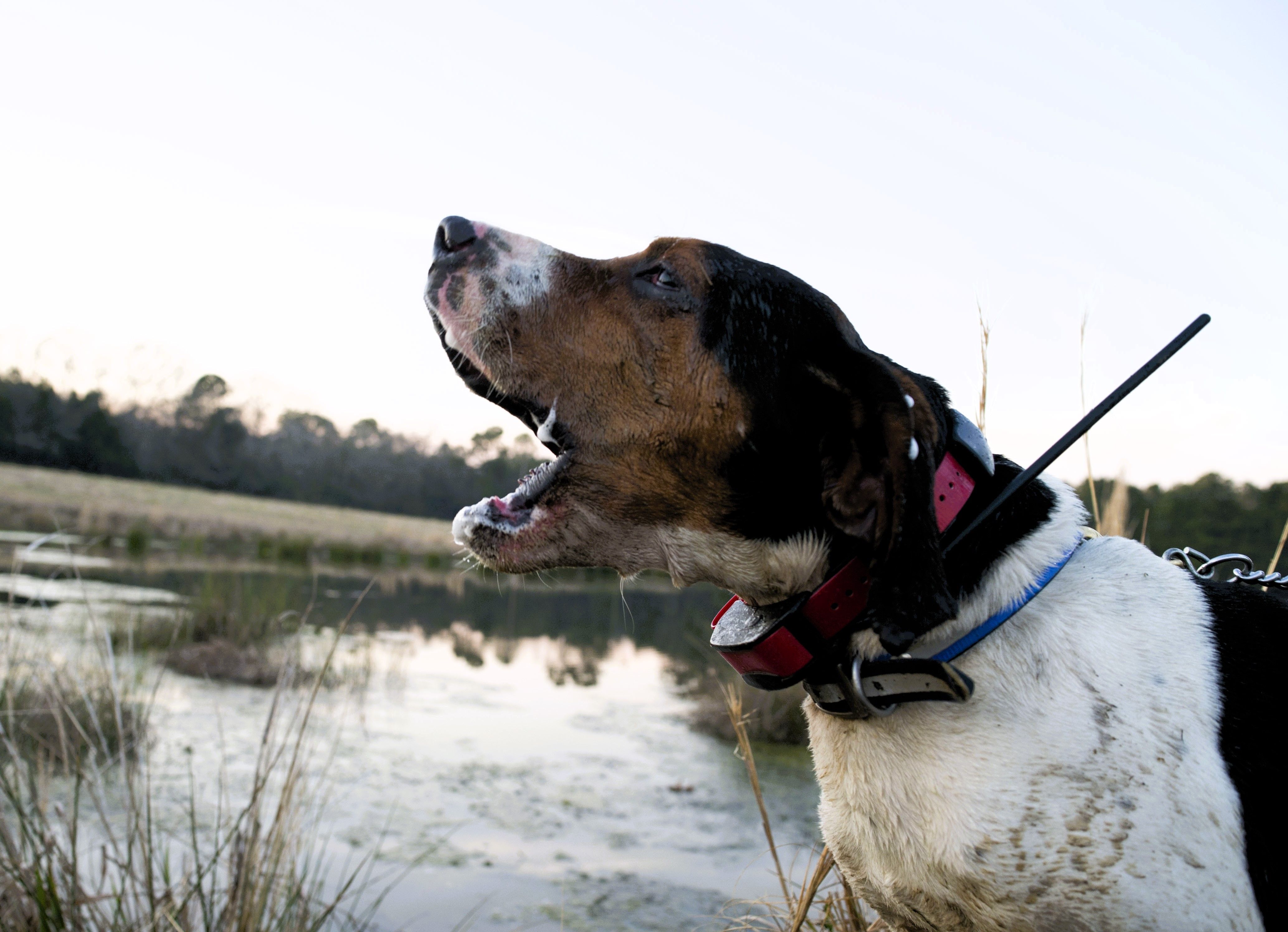 hound lunging forward on a leash
