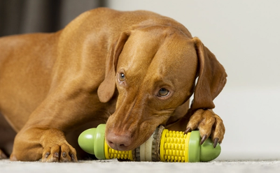 Brown dog chewing on Busy Buddy Cravin' Corncob
