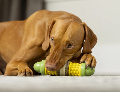 dog chew toy