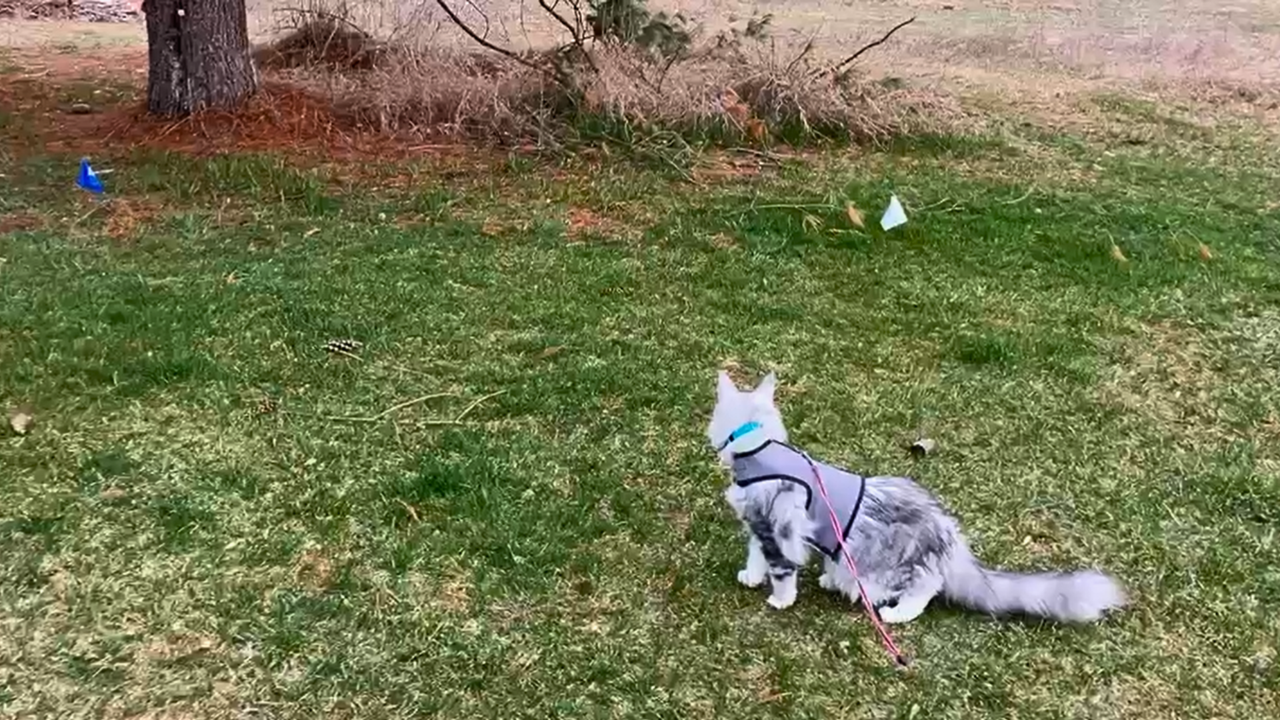 Grey and white long haired cat in a harness on a drag leash looking at something of interest beyond the boundary of Invisible Fence flags. 
