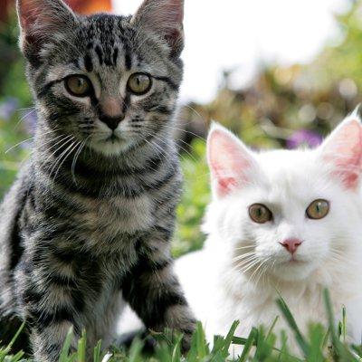 kittens in grass