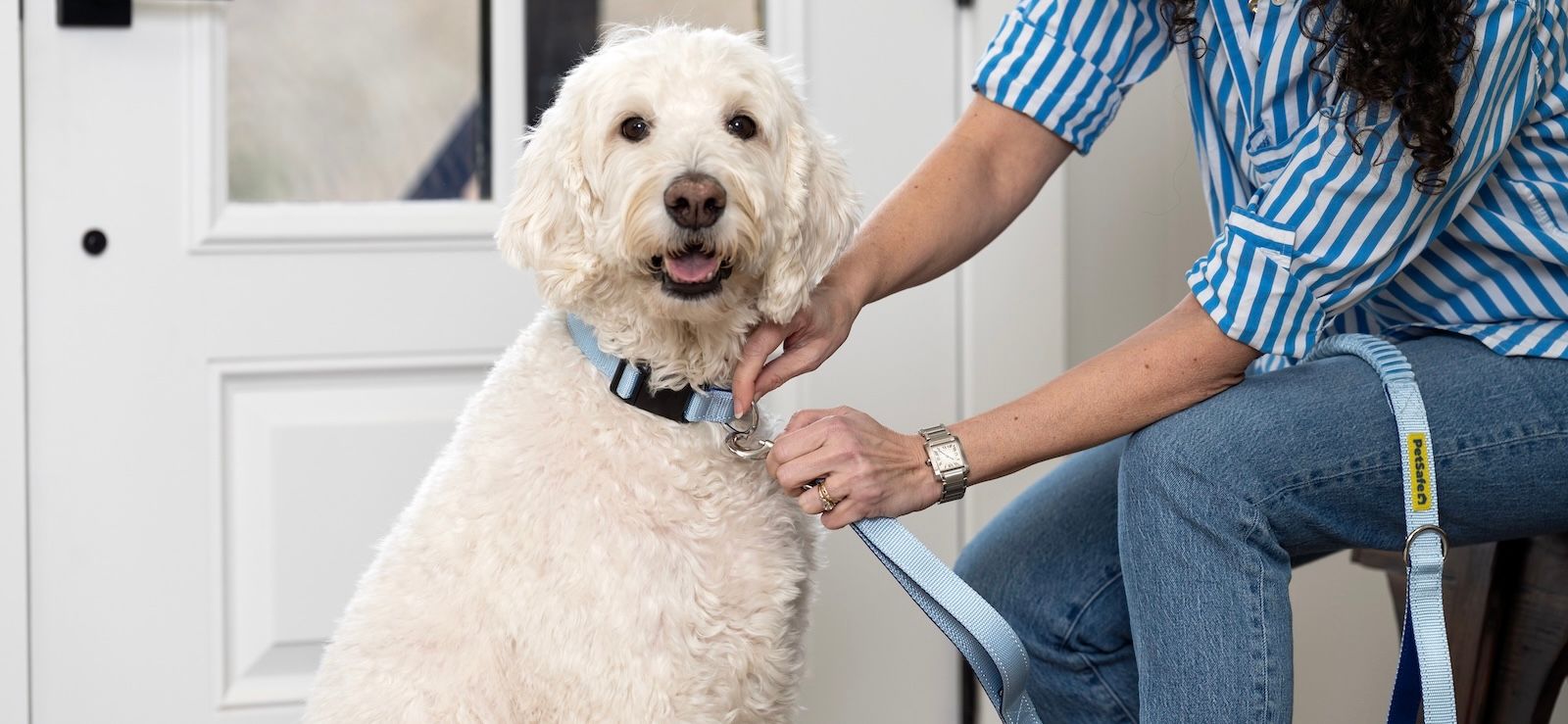 White Doodle dog wearing Comfort Collar and Leash