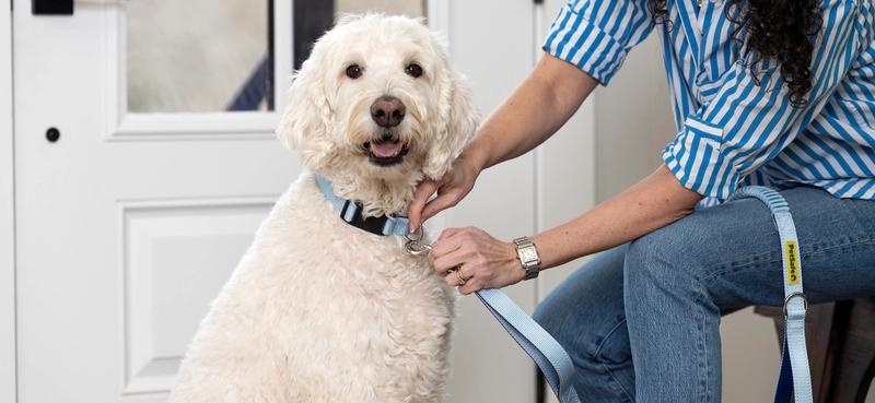 White Doodle dog wearing Comfort Collar and Leash