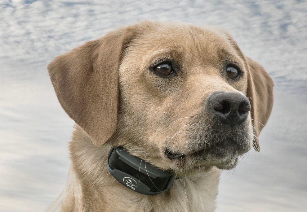 Dog wearing FieldTrainer 425X