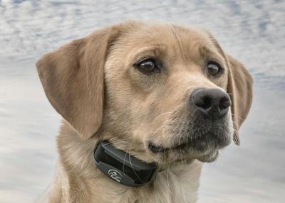 Yellow lab wearing SportDOG e-collar