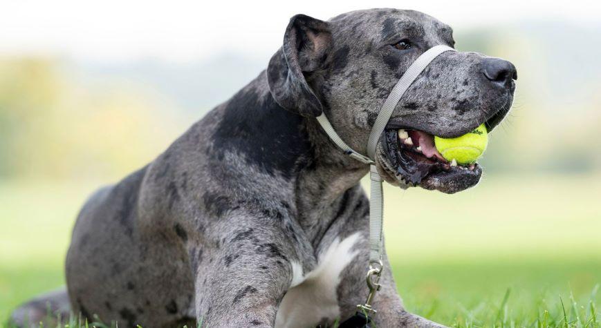 Dog with Ball in mouth