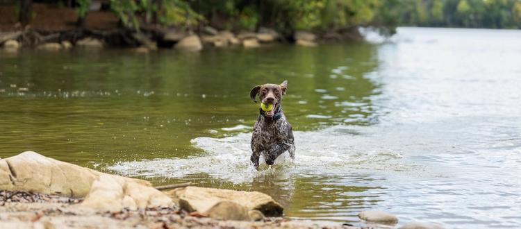 German shorthaired pointer running through water with tennis ball in mouth