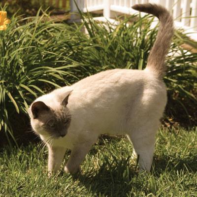 cat outside