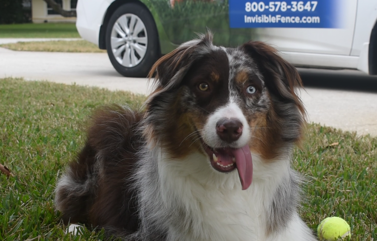 Australian shepherd wearing invisible fence collar playing outside with trainer  