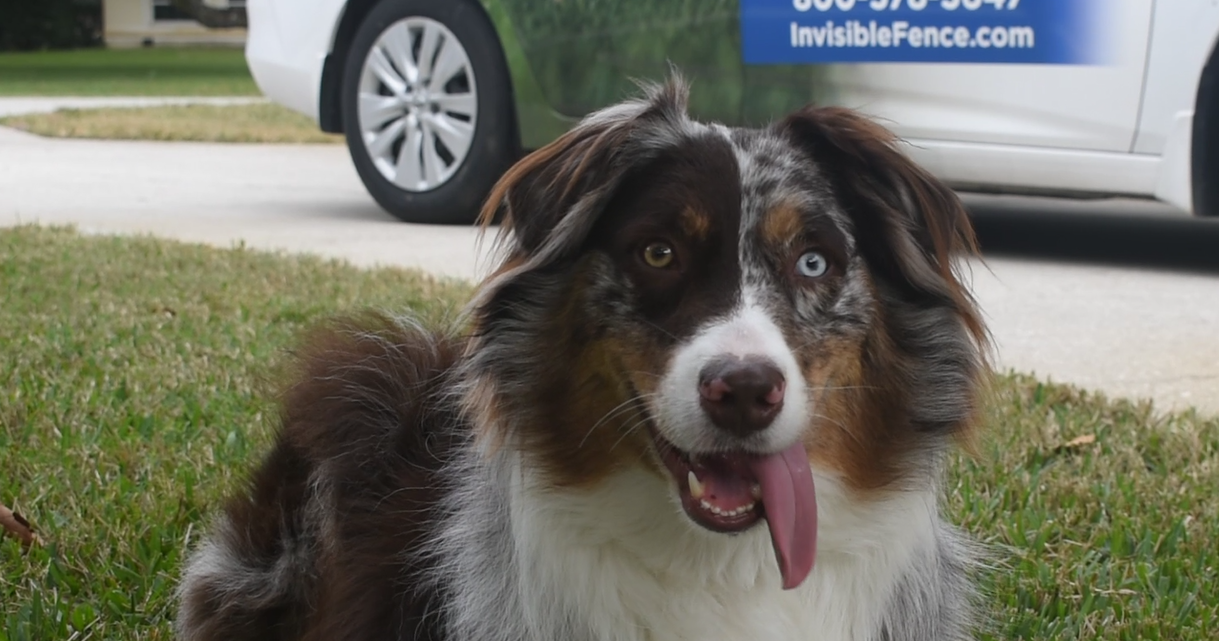 Australian shepherd wearing invisible fence collar playing outside with trainer