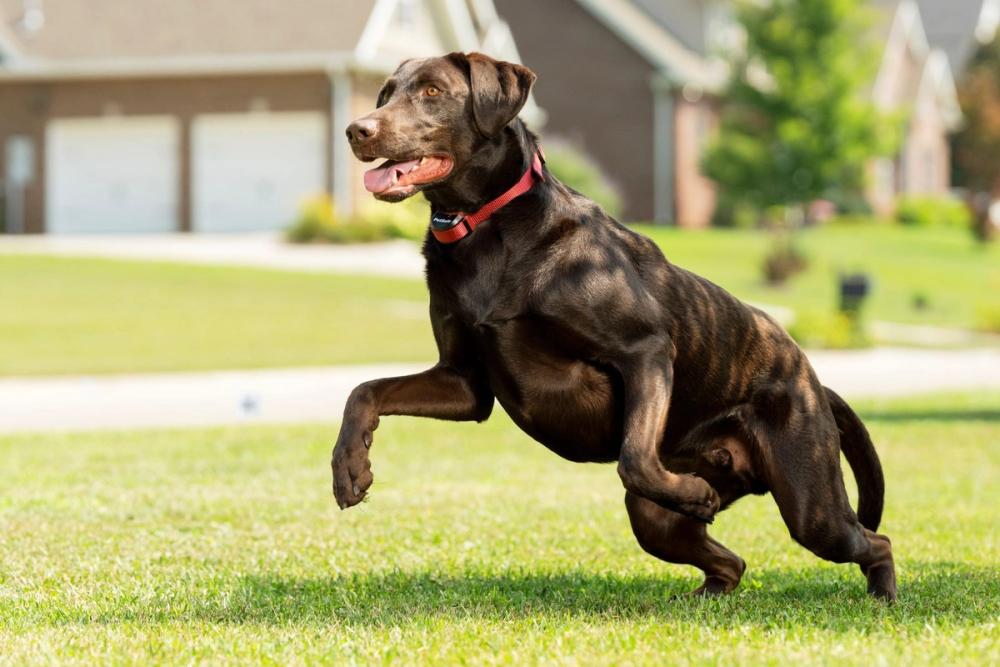 Dog running