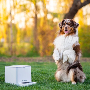 dog posing for treat dispenser