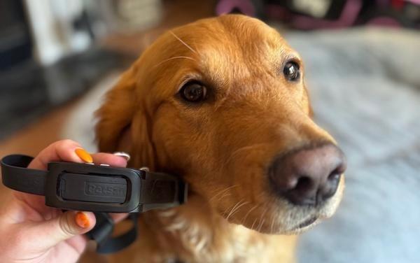 Golden retriever and Guardian GPS 2.0 + Tracking collar