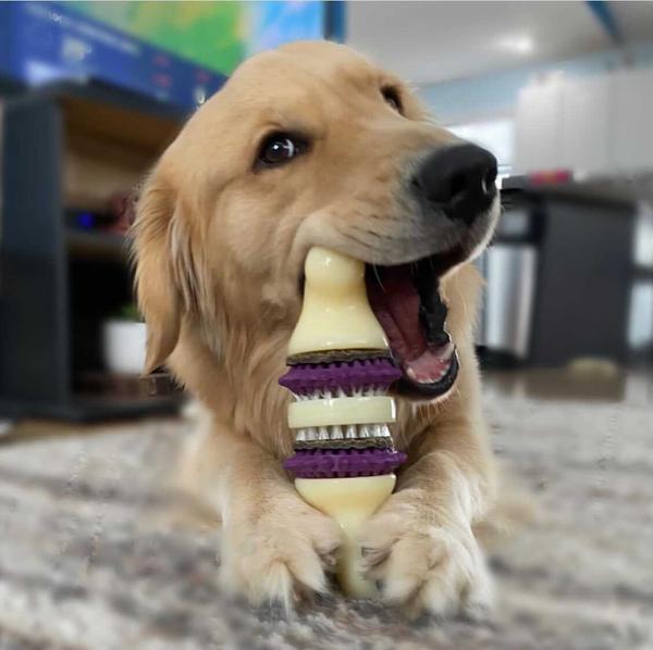 Golden retriever dog biting the end of a PetSafe Bristle Bone treat holding dog toy. 