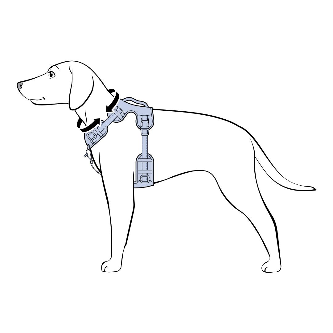 Measure Your Dogs Chest