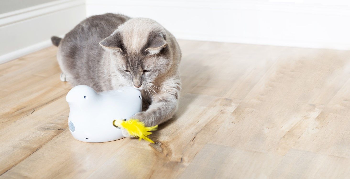 cat and peek-a-bird electronic cat toy