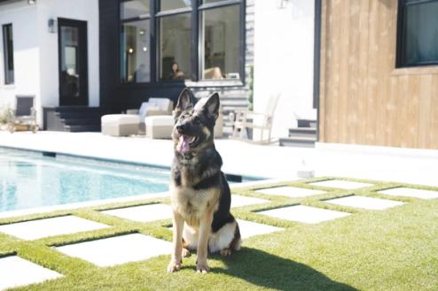 backyard with pool and dog resting calmly away from water with invisible fence boundary