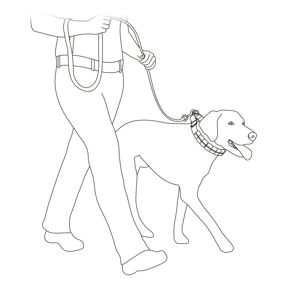 training-dog-with-soft-point-training-collar-illustration1