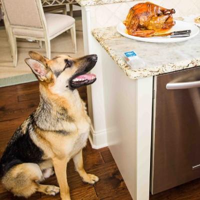 dog looking at food