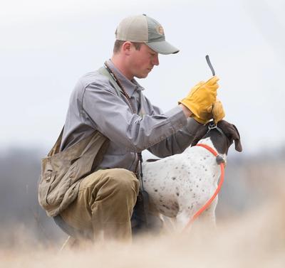 Josh Miller putting collar on german shorthaired pointer