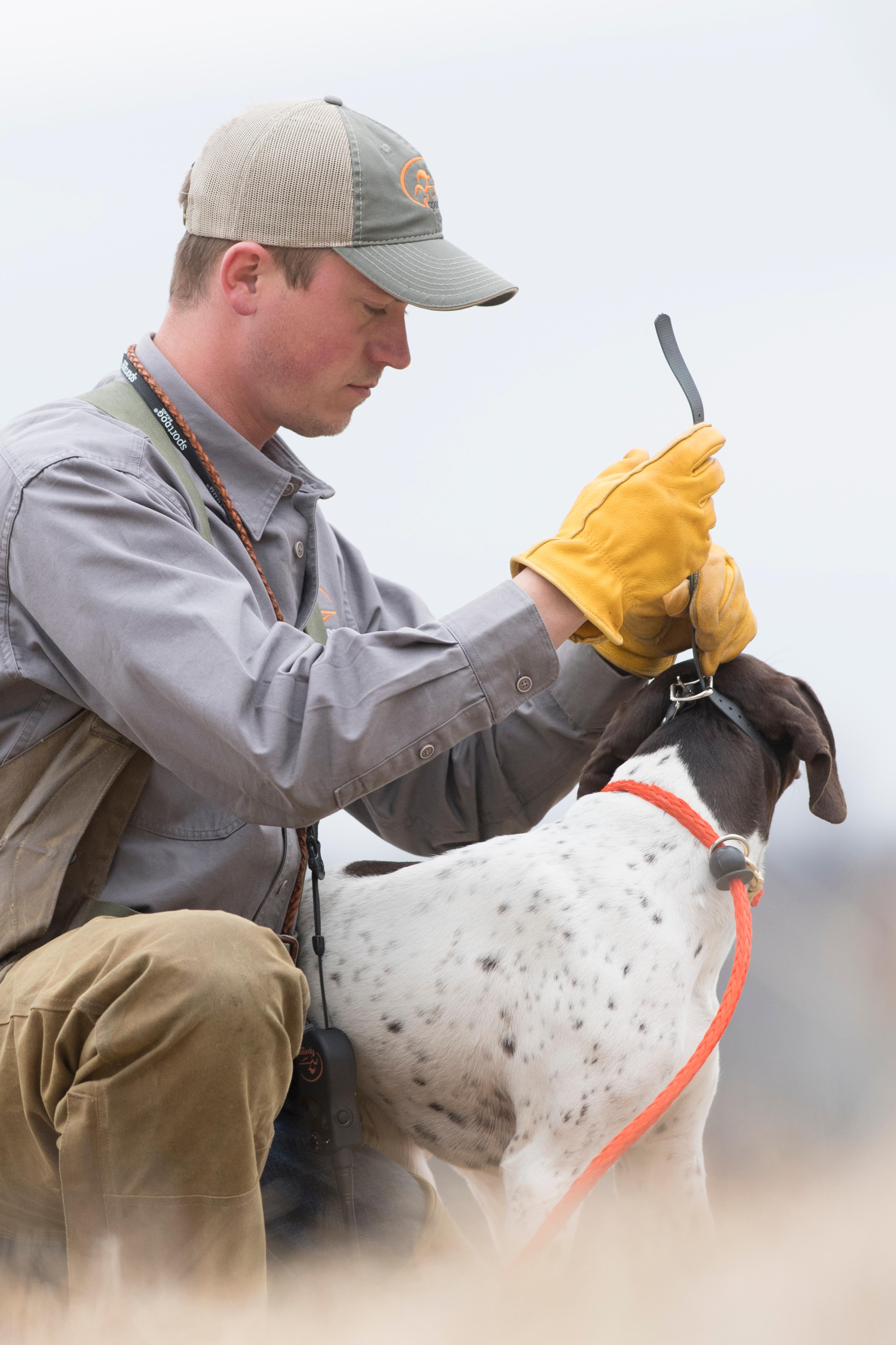 man putting e-collar on German shorthaired pointer
