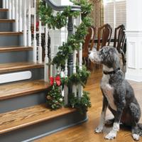 dog by stairs