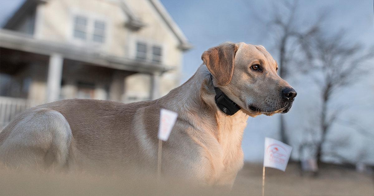 Yellow lab laying down calmly behind fence flags