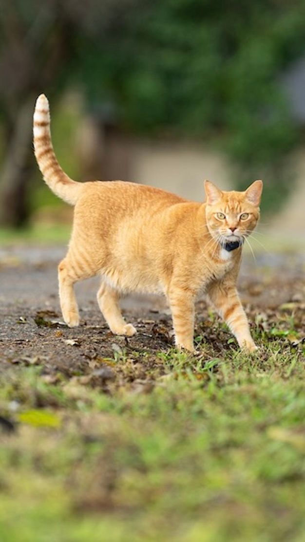 orange tabby cat wearing invisible fence collar enjoying the yard