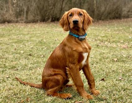 red bone coonhound